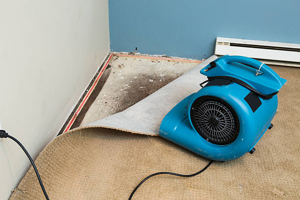 Best Ceiling water damage repair  in Dexter, GA